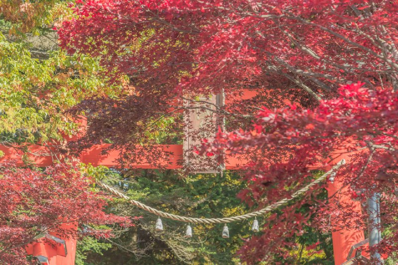浅間神社の紅葉