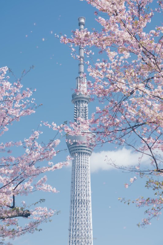 お花見日和