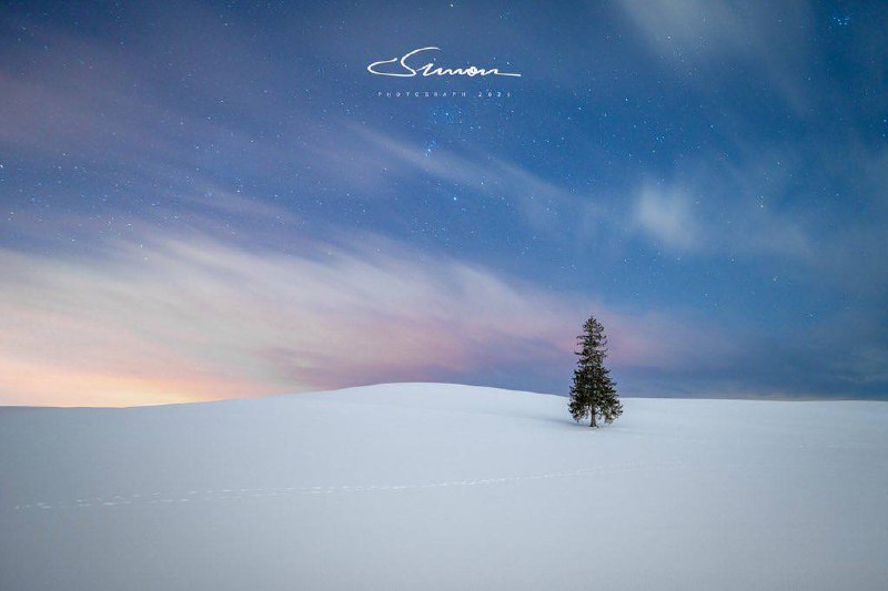 #写真上次和美瑛的这棵圣诞树相遇，它还是默默无闻的一颗普通树