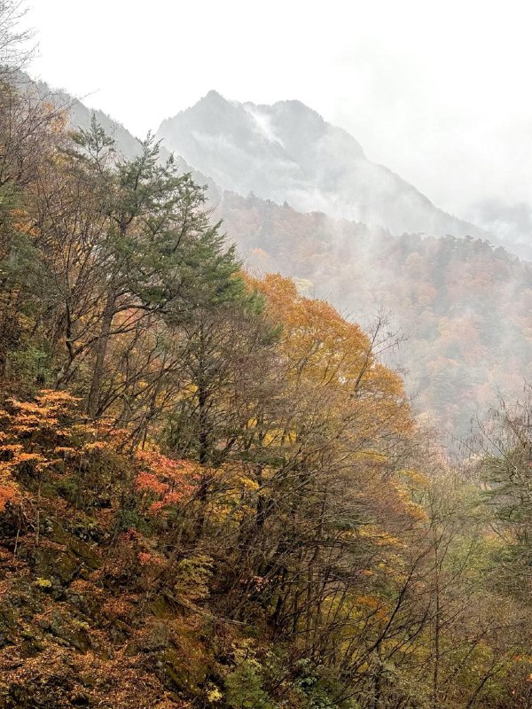 周末大家有空的话可以去西沢溪谷徒步了，距离东京开车 1 个多小时，适合日归目前的秋景非常美丽，而且路线超级简单、老少皆宜发一点上周日的徒步的iPhone直出图片给大家参考周末大家有空的话可以去西沢溪谷徒步了，距离东京开车 1 个多小时，适合日归目前的秋景非常美丽，而且路线超级简单、老少皆宜发一点上周日的徒步的iPhone直出图片给大家参考