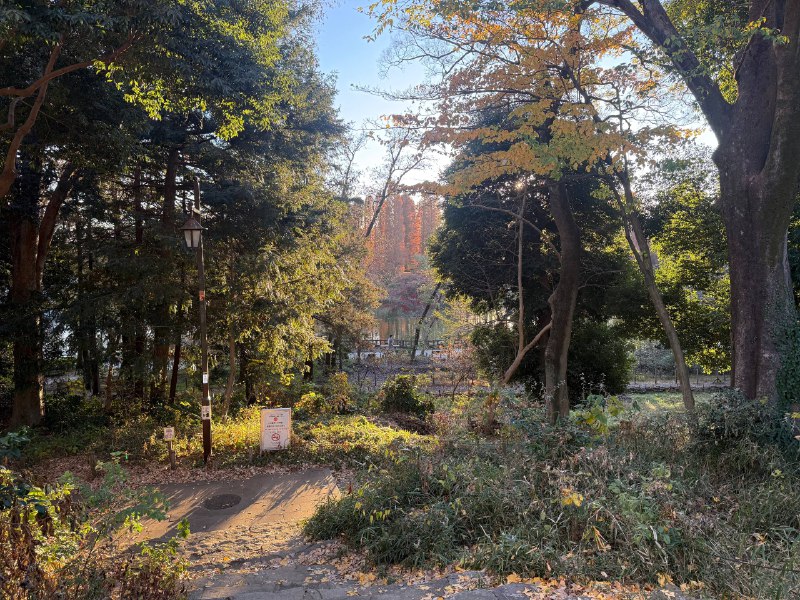 太美丽了井之头公园太美丽了井之头公园