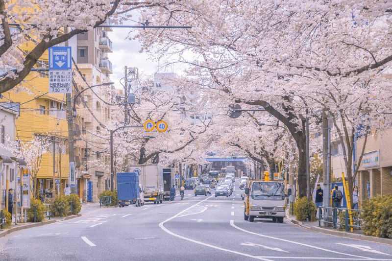 桜いっぱいに溢れる中野通り桜いっぱいに溢れる中野通り