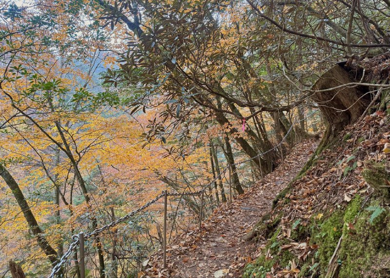 周末大家有空的话可以去西沢溪谷徒步了，距离东京开车 1 个多小时，适合日归目前的秋景非常美丽，而且路线超级简单、老少皆宜发一点上周日的徒步的iPhone直出图片给大家参考周末大家有空的话可以去西沢溪谷徒步了，距离东京开车 1 个多小时，适合日归目前的秋景非常美丽，而且路线超级简单、老少皆宜发一点上周日的徒步的iPhone直出图片给大家参考