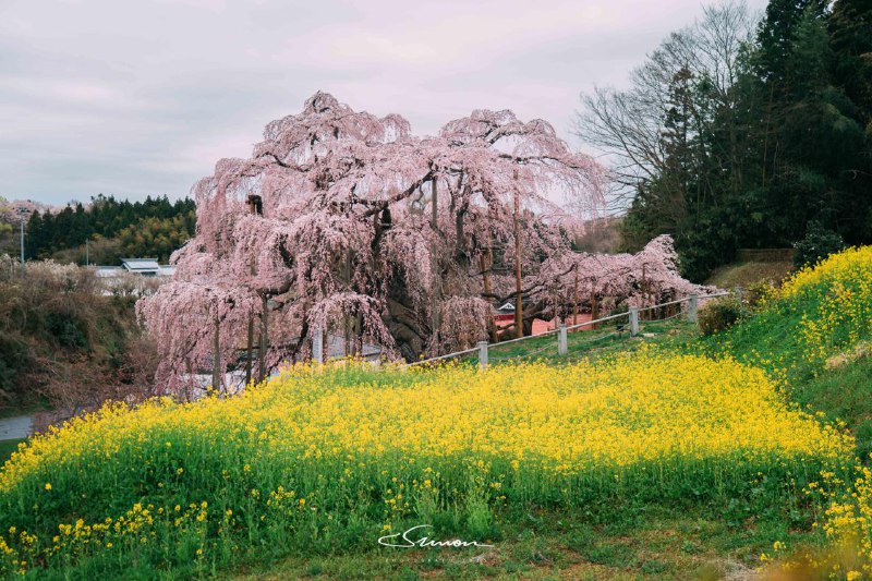 在福岛的深山之中，我终于见到了这棵超越千年树龄的樱花——三春泷樱