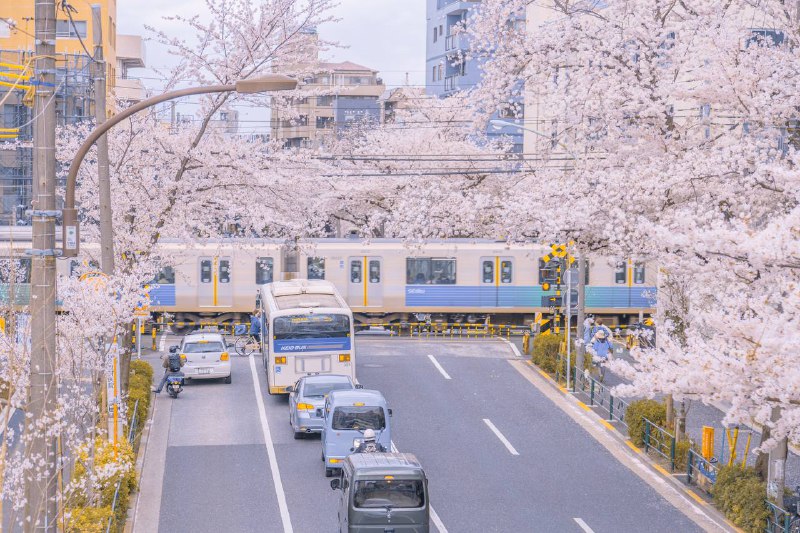 桜いっぱいに溢れる中野通り桜いっぱいに溢れる中野通り