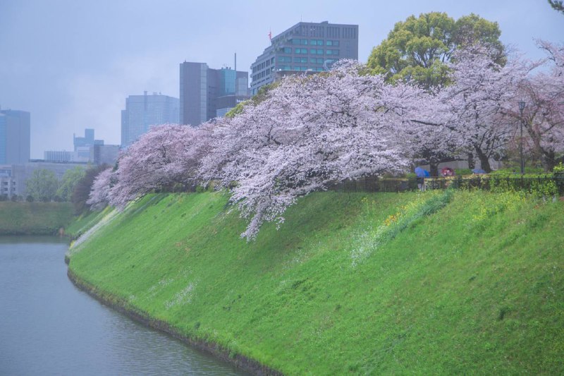千鸟渊公园