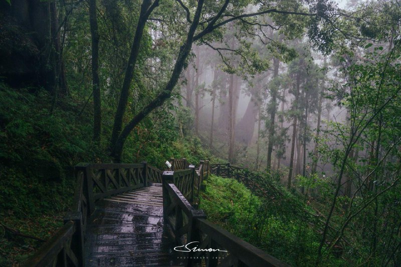 #写真在大雨和浓雾中的阿里山中徒步🥾就像进入了游戏中诡异的梦核世界#写真在大雨和浓雾中的阿里山中徒步🥾就像进入了游戏中诡异的梦核世界