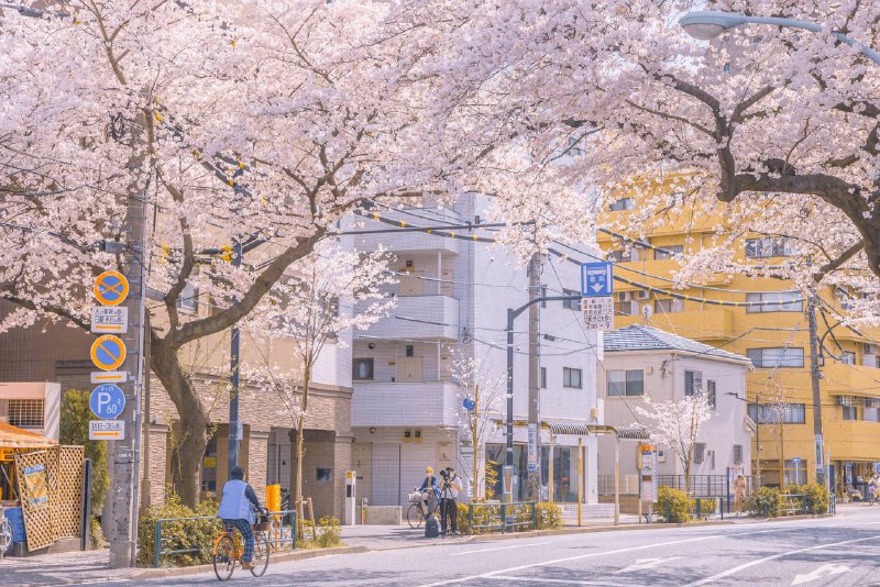 桜いっぱいに溢れる中野通り桜いっぱいに溢れる中野通り