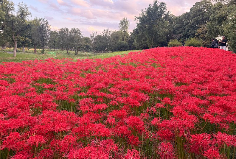 水元公园的曼珠沙华满开了🥹