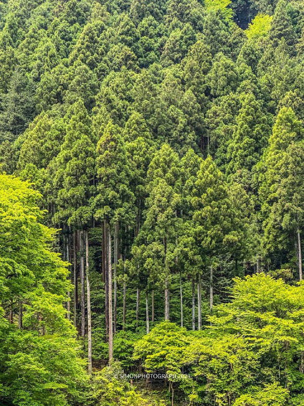 徒步结束，差点累死了（野猪和蛇跑的都比我快，熊倒是没看见幸亏没带相机，整点手机摄影得了全程5公里，奥多摩駅 ～鳩ノ巣徒步结束，差点累死了（野猪和蛇跑的都比我快，熊倒是没看见幸亏没带相机，整点手机摄影得了全程5公里，奥多摩駅 ～鳩ノ巣