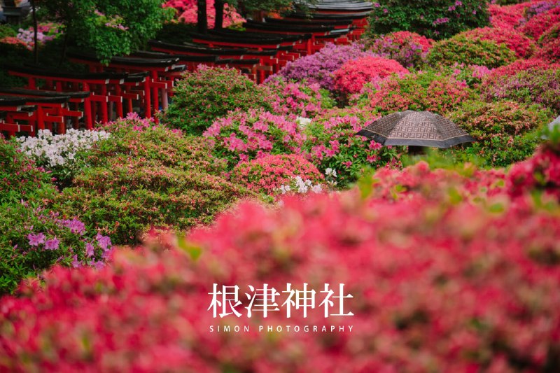 四月的日本，春意盎然