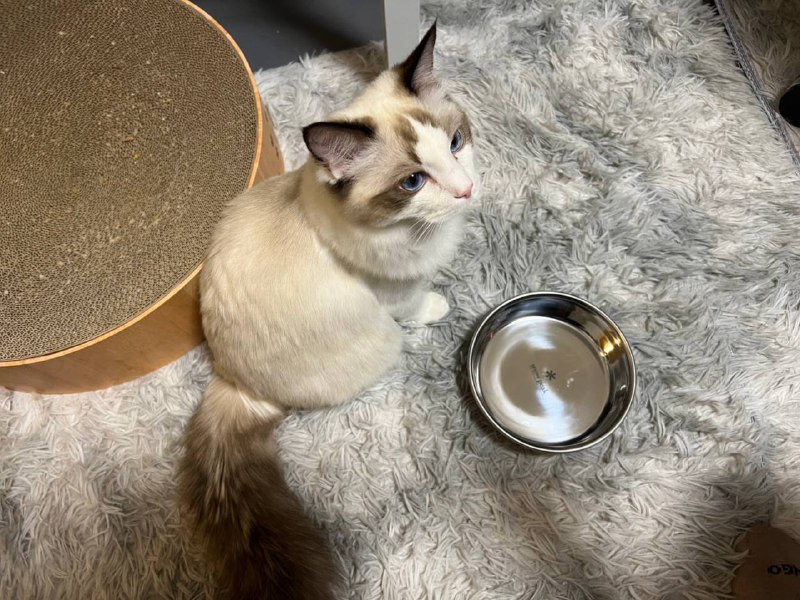 趁着雪峰打折，朋友给猫买了个snow peak的饭盆😂