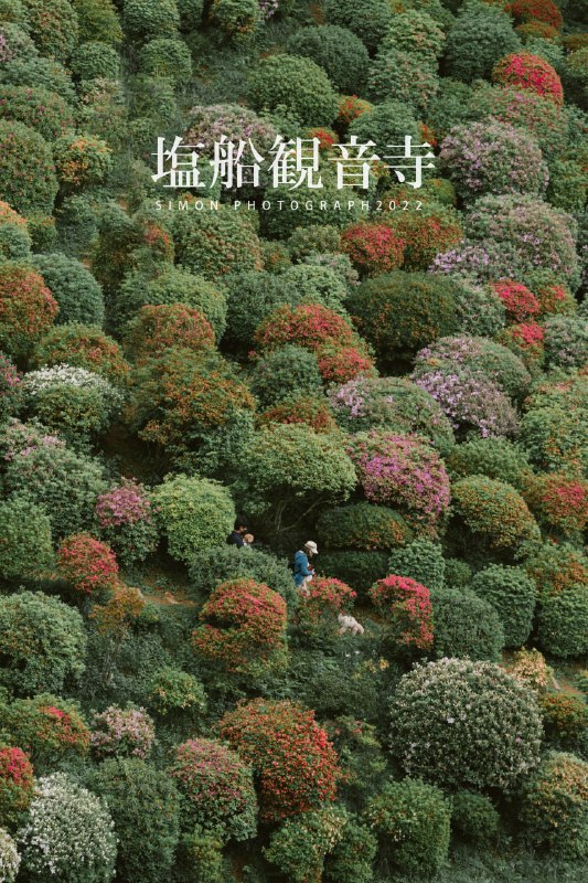 塩船観音寺・つつじ祭り塩船観音寺・つつじ祭り