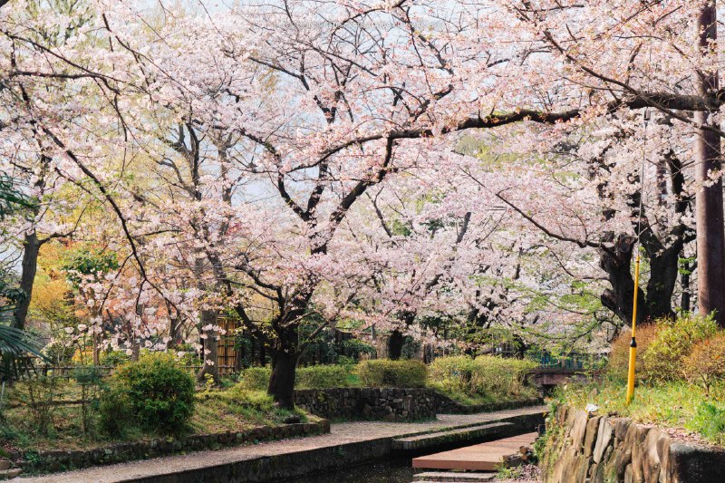 🌸 桜に包まれる📸 SONY Alpha 7 IV 📍宿河原八幡宮・二ヶ領用水沿い