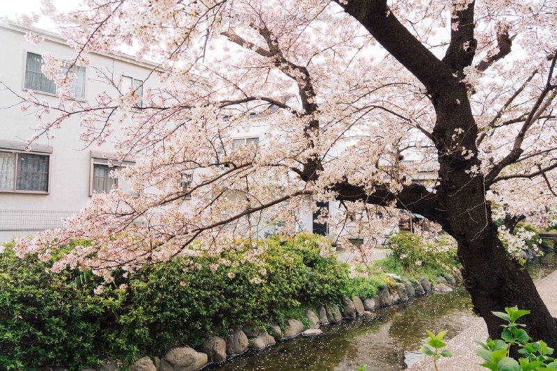 🌸 桜に包まれる📸 SONY Alpha 7 IV 📍宿河原八幡宮・二ヶ領用水沿い