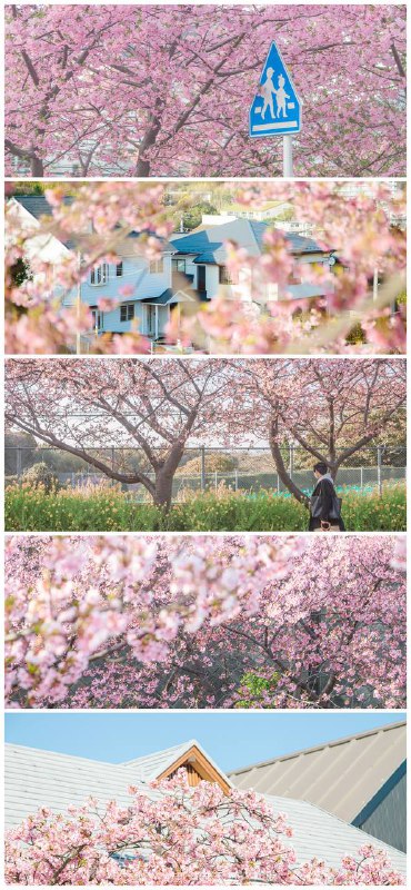 三浦海岸的樱花开了