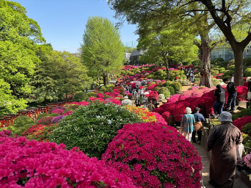 太美丽了家人们