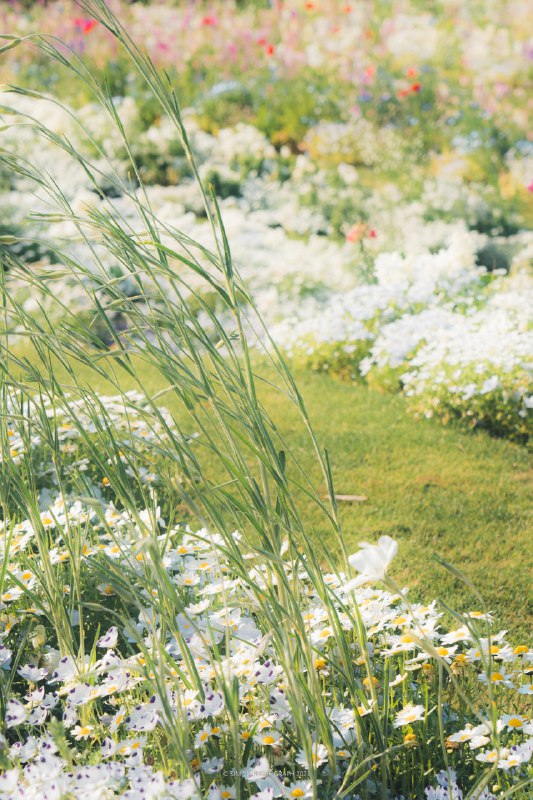 気分が一気に夏になりました📍里山ガーデン