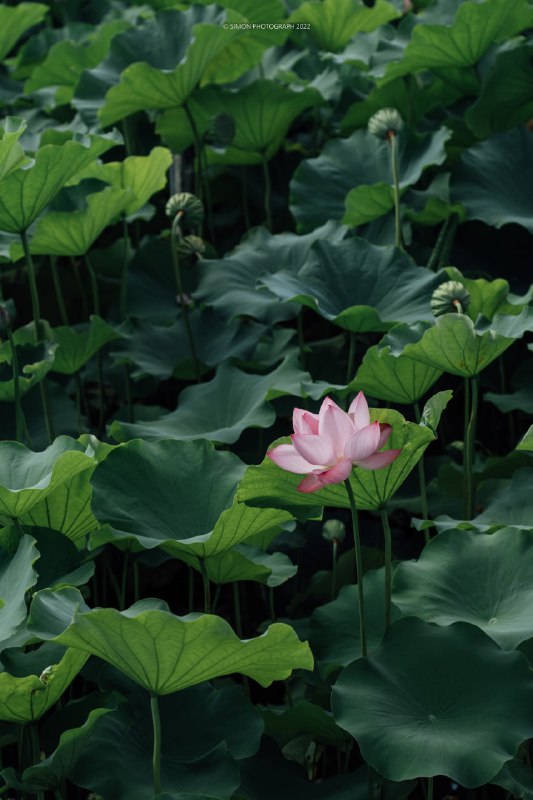 ちょっと早起きして、不忍池で蓮の花を撮ってきました