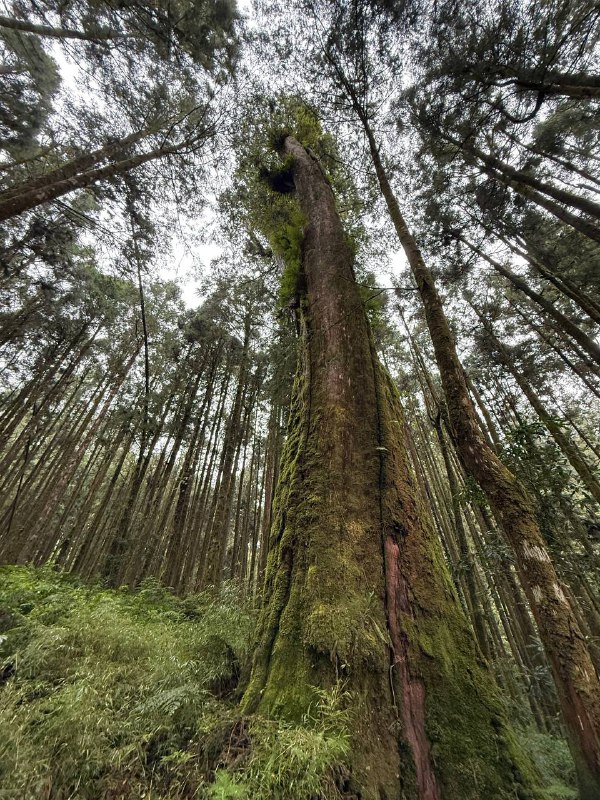 太美了阿里山神木