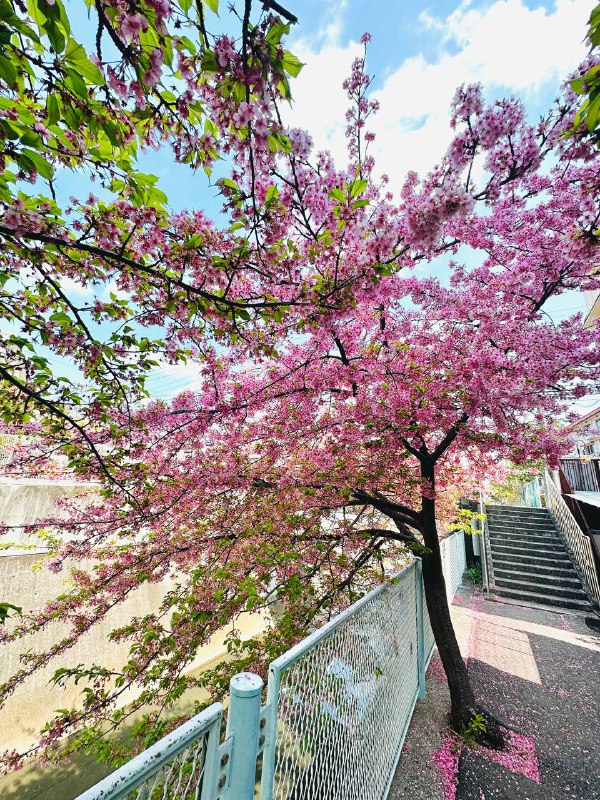 还是看樱花行