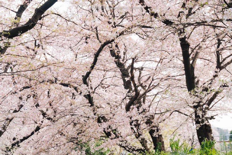 🌸 桜に包まれる📸 SONY Alpha 7 IV 📍宿河原八幡宮・二ヶ領用水沿い