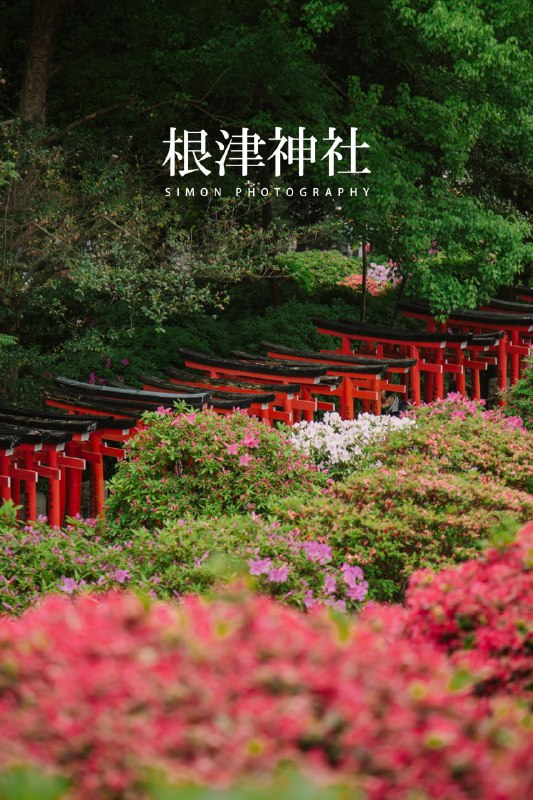 四月的日本，春意盎然