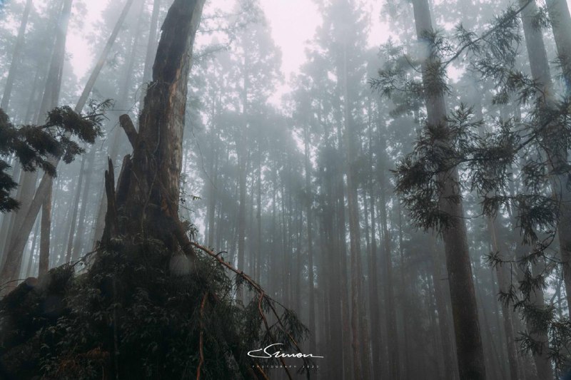 #写真在大雨和浓雾中的阿里山中徒步🥾就像进入了游戏中诡异的梦核世界#写真在大雨和浓雾中的阿里山中徒步🥾就像进入了游戏中诡异的梦核世界